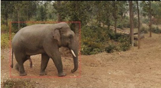 Elephant herd at the field edge