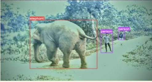 Mikeno forest camera capture